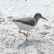 Common Sandpiper