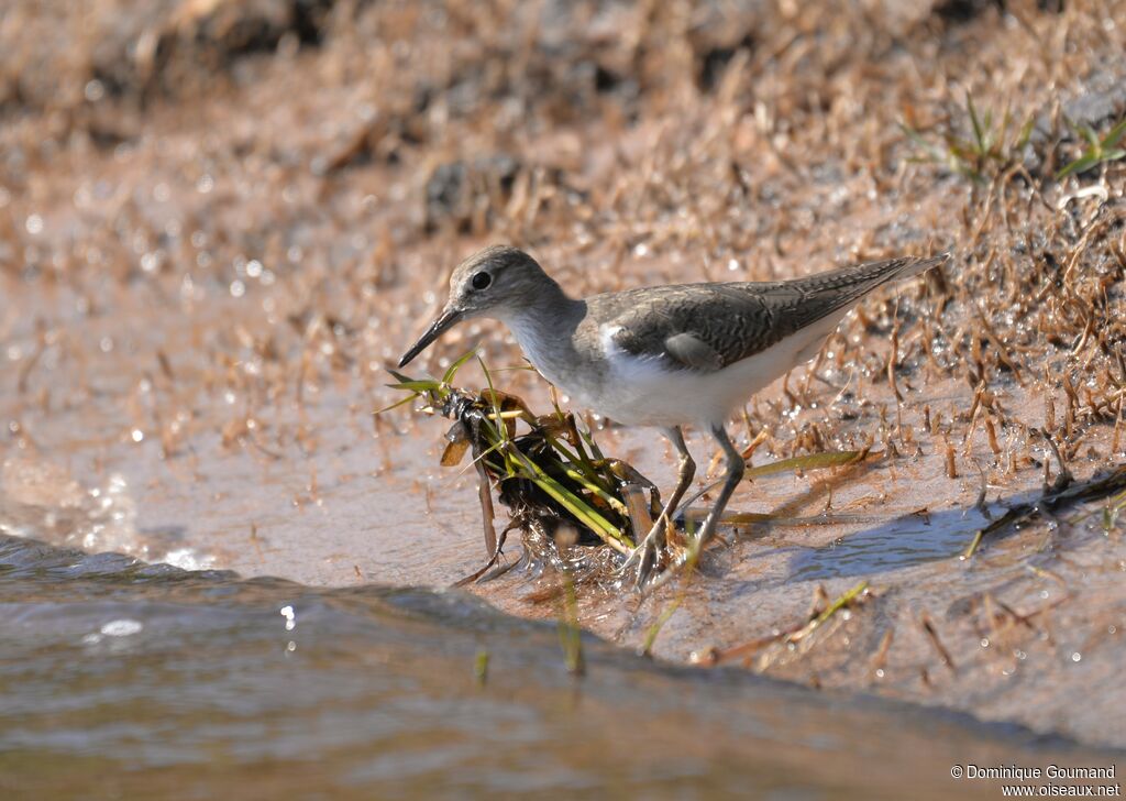 Common Sandpiper