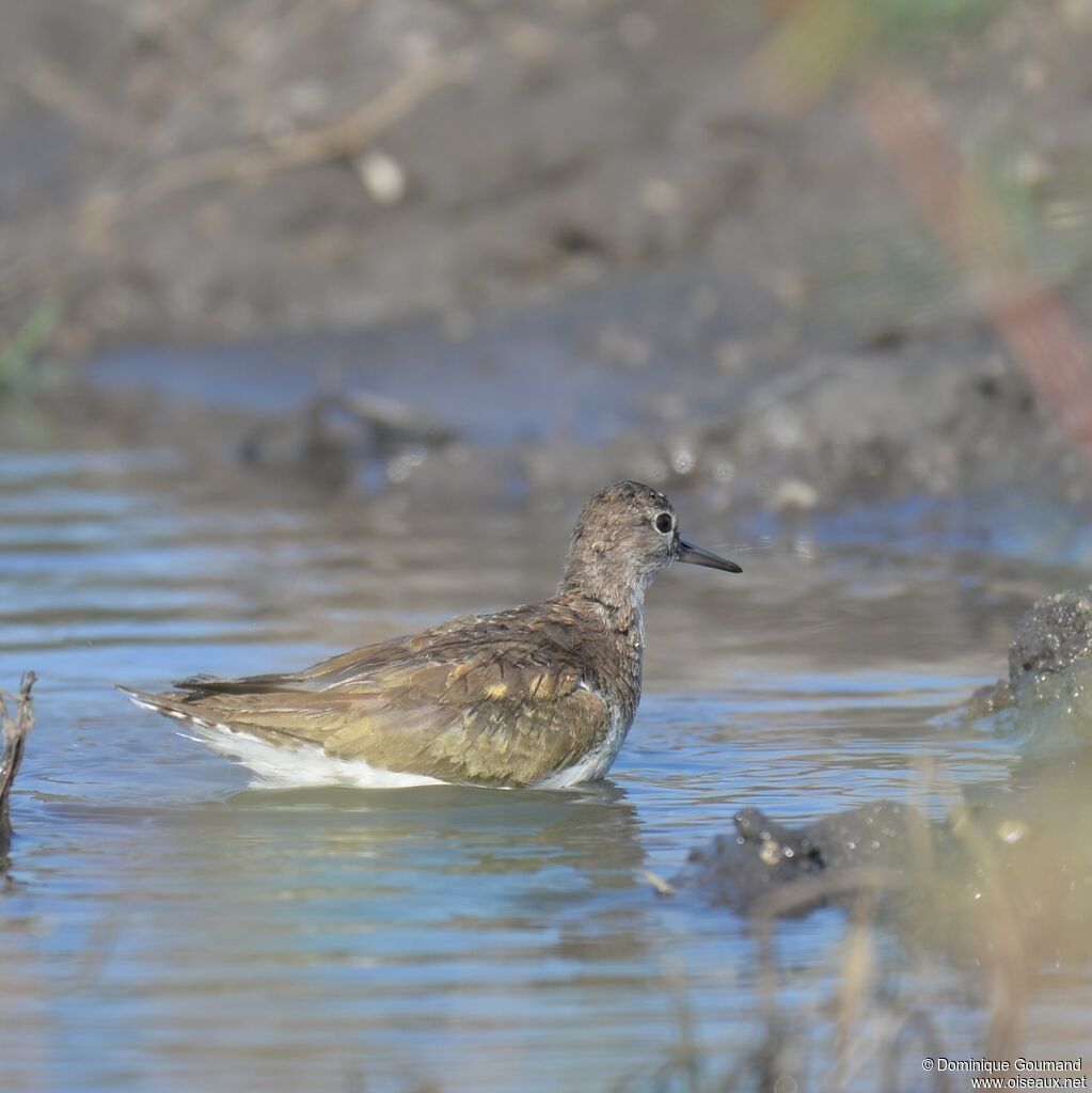 Common Sandpiper