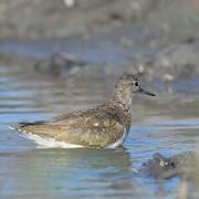 Common Sandpiper