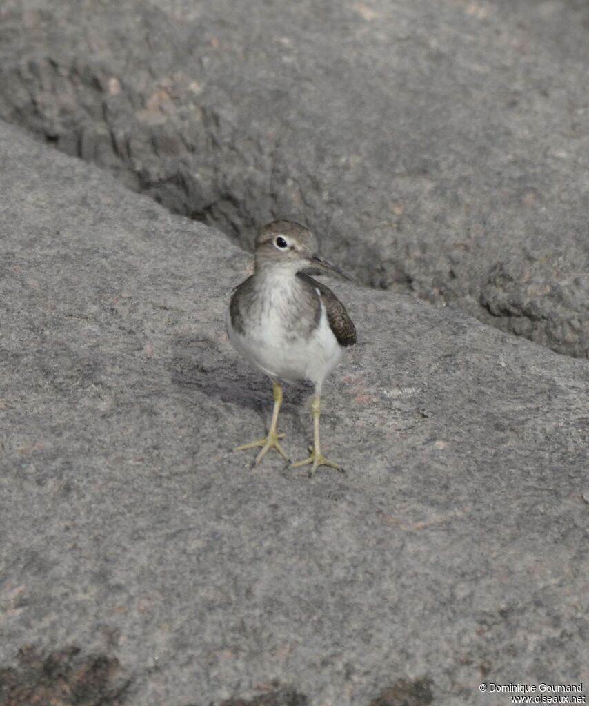 Common Sandpiper