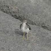 Common Sandpiper