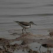 Common Sandpiper