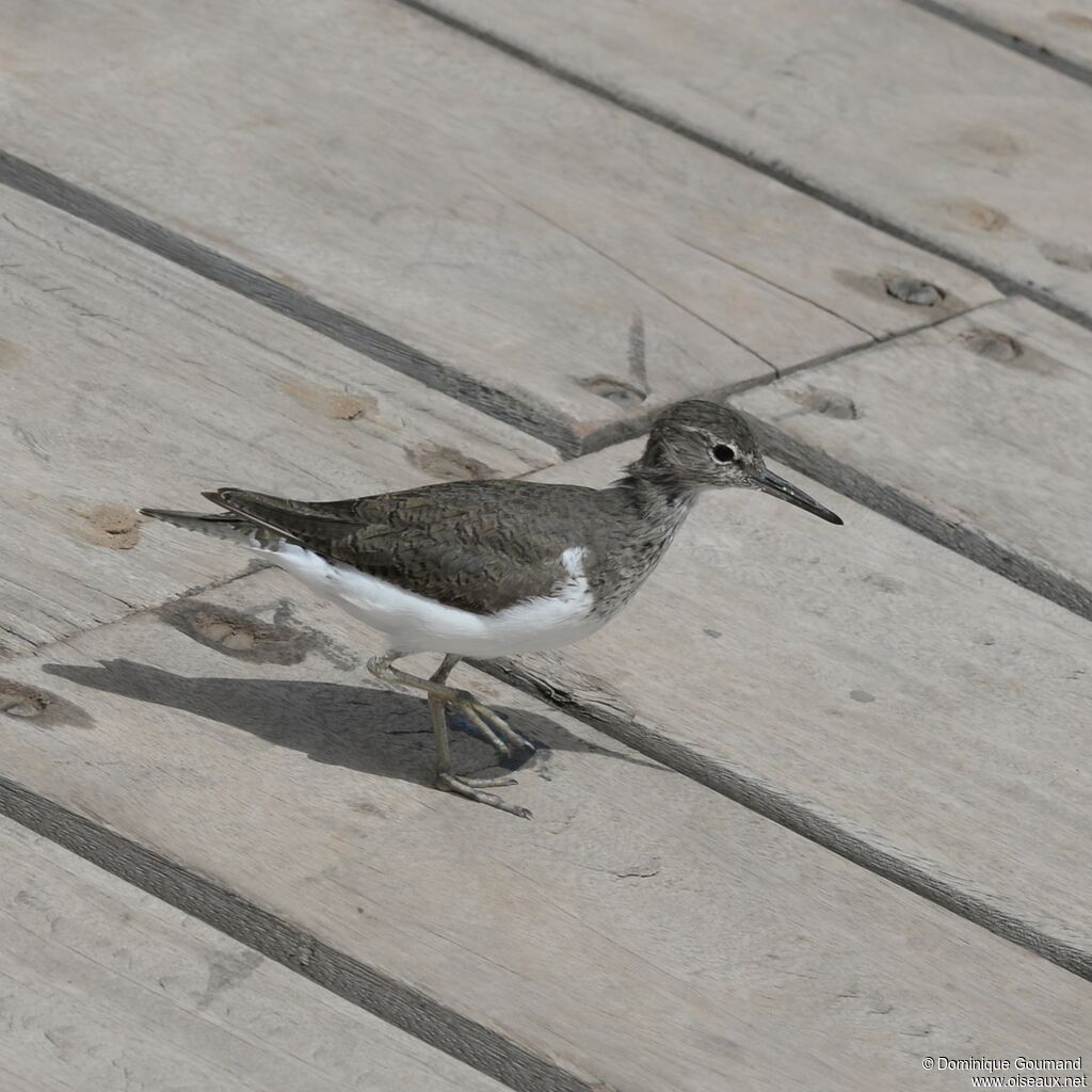 Common Sandpiper