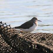 Common Sandpiper