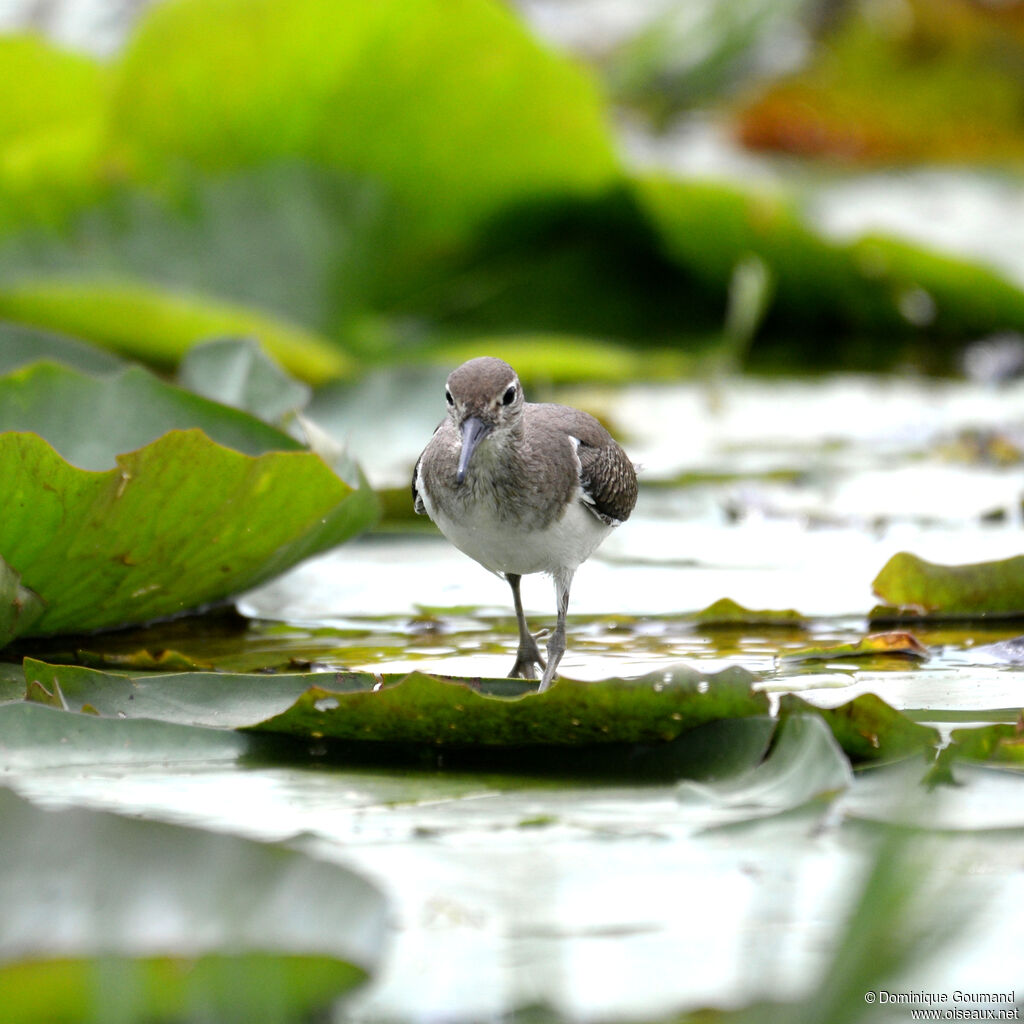 Common Sandpiperadult, walking