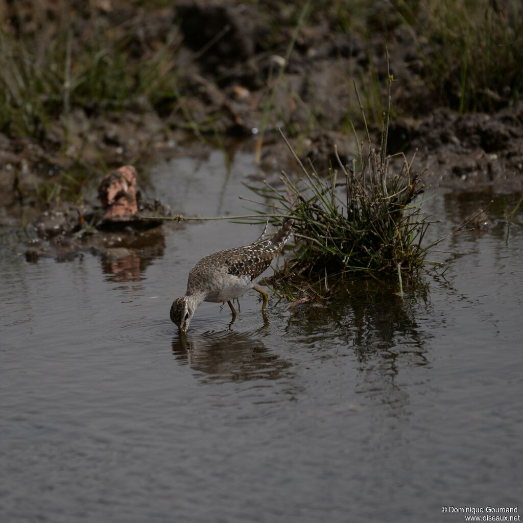 Wood Sandpiper