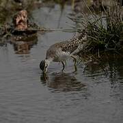 Wood Sandpiper