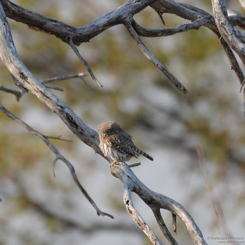 Pearl-spotted Owlet