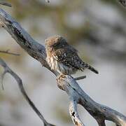 Pearl-spotted Owlet