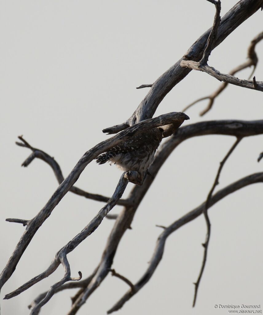 Pearl-spotted Owlet