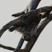 Pearl-spotted Owlet