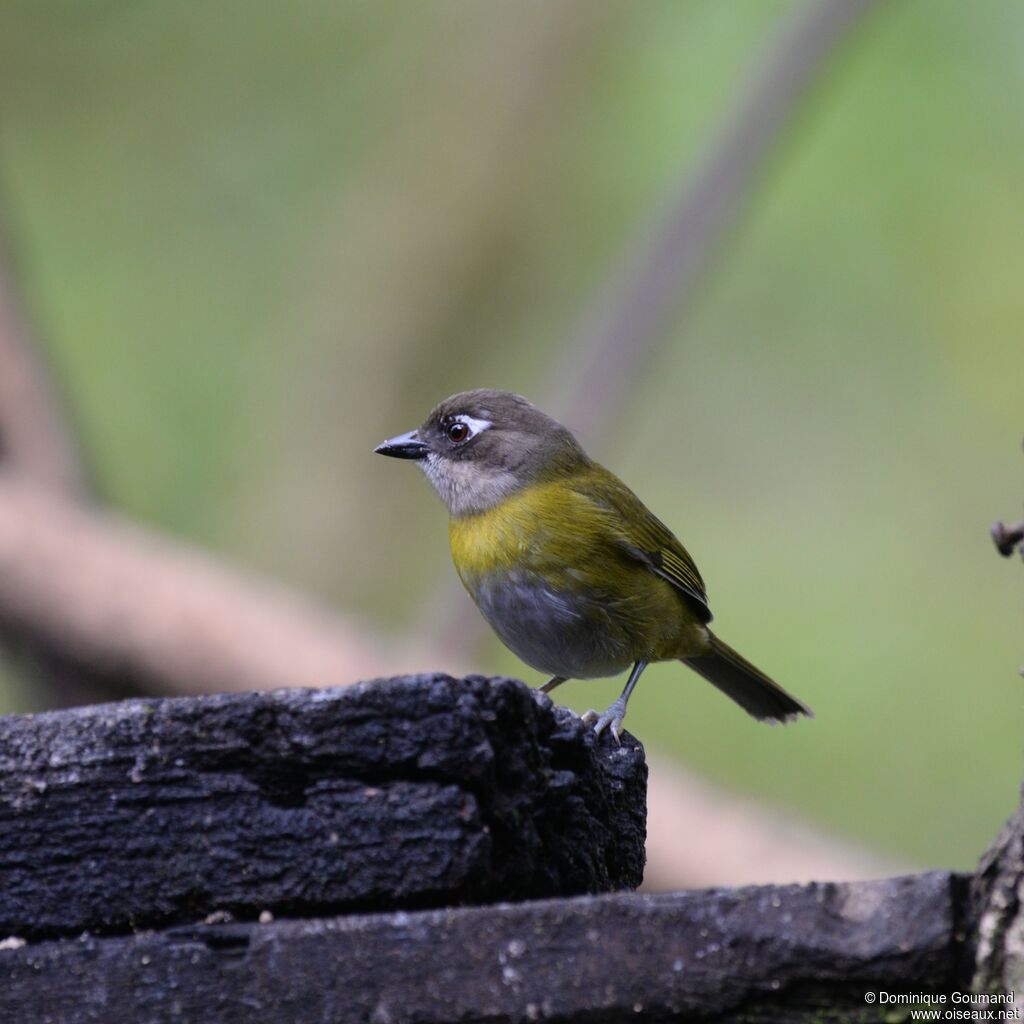 Common Chlorospingusadult