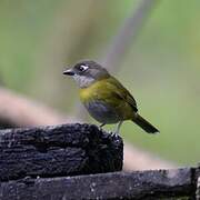 Common Bush Tanager