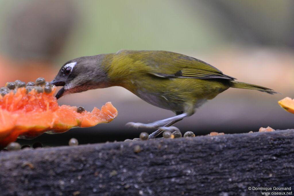 Common Chlorospingusadult