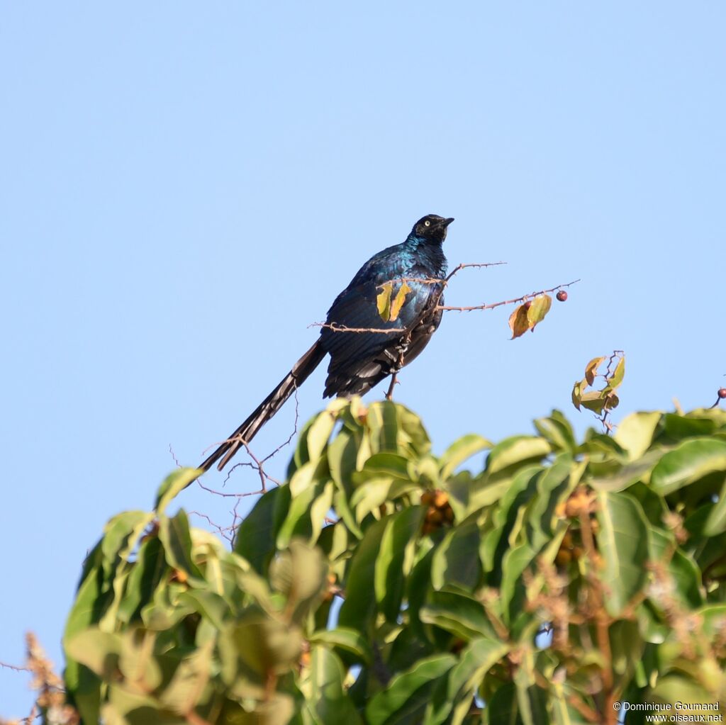 Long-tailed Glossy Starling