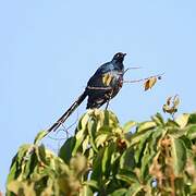 Long-tailed Glossy Starling