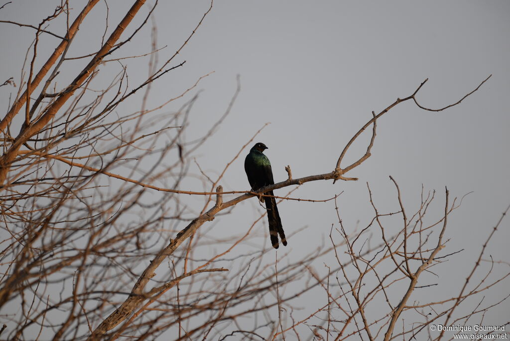 Long-tailed Glossy Starlingadult