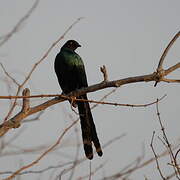 Choucador à longue queue