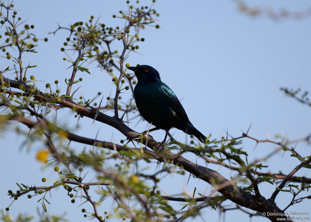 Choucador à oreillons bleus