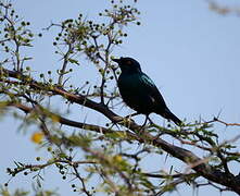 Greater Blue-eared Starling