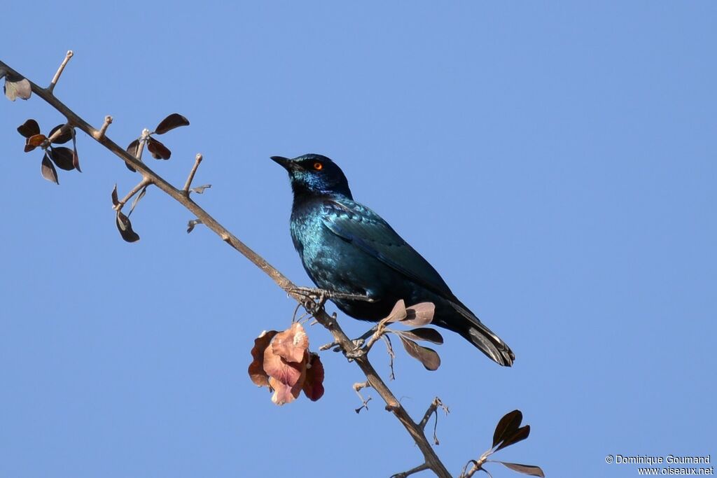 Choucador à oreillons bleus