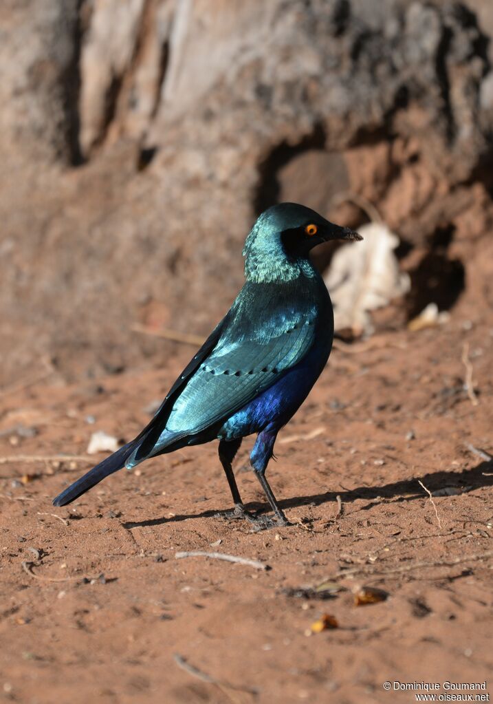 Choucador à oreillons bleus