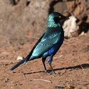 Greater Blue-eared Starling