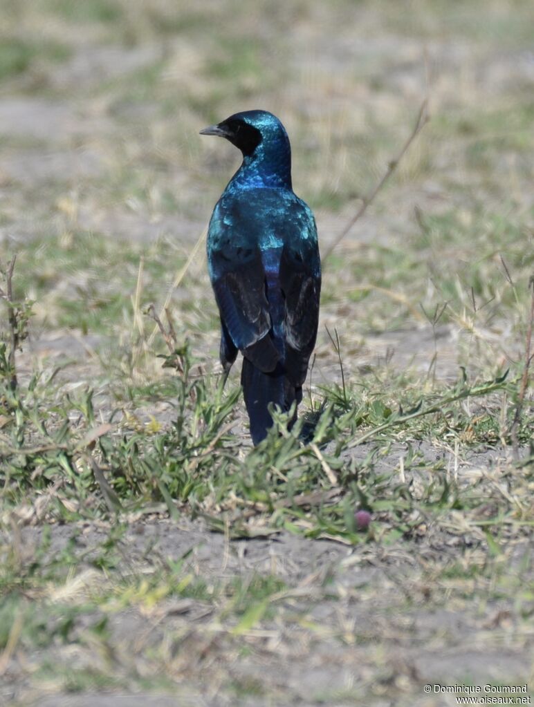 Burchell's Starling