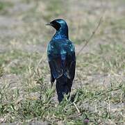 Burchell's Starling