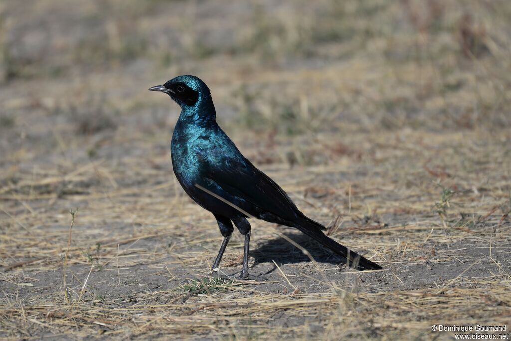 Burchell's Starling