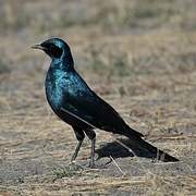 Burchell's Starling