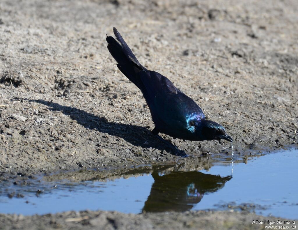 Burchell's Starling