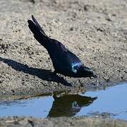 Burchell's Starling