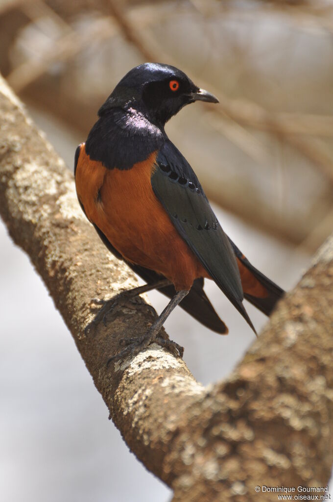 Hildebrandt's Starling