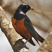 Hildebrandt's Starling