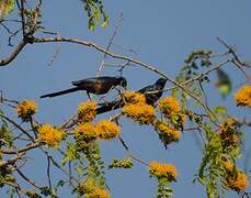 Meves's Starling