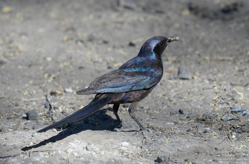 Meves's Starling