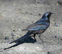 Meves's Starling