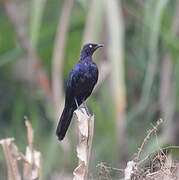 Rüppell's Starling