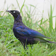 Rüppell's Starling