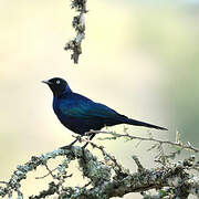Rüppell's Starling