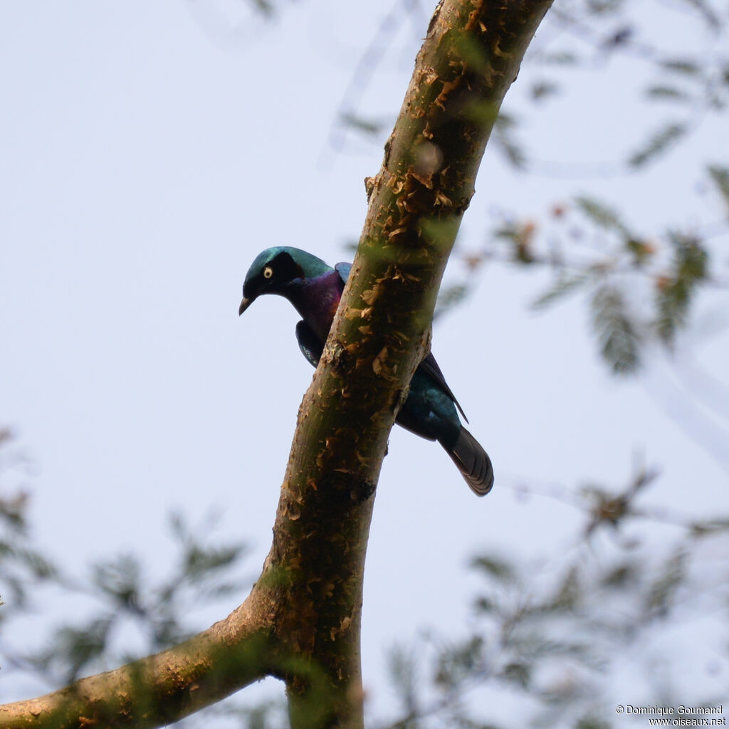 Splendid Starlingadult, identification