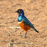 Superb Starling