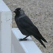 Western Jackdaw