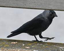 Western Jackdaw