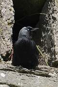 Western Jackdaw