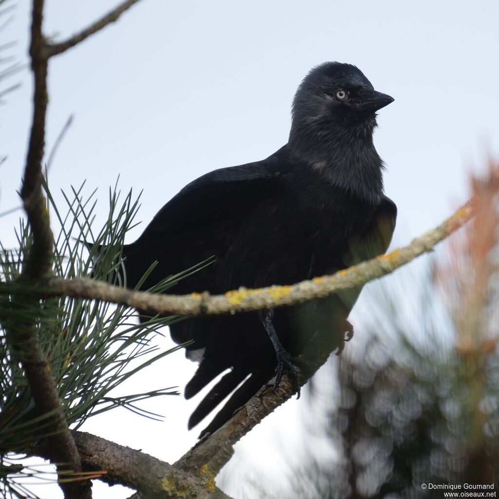 Western Jackdaw