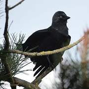 Western Jackdaw