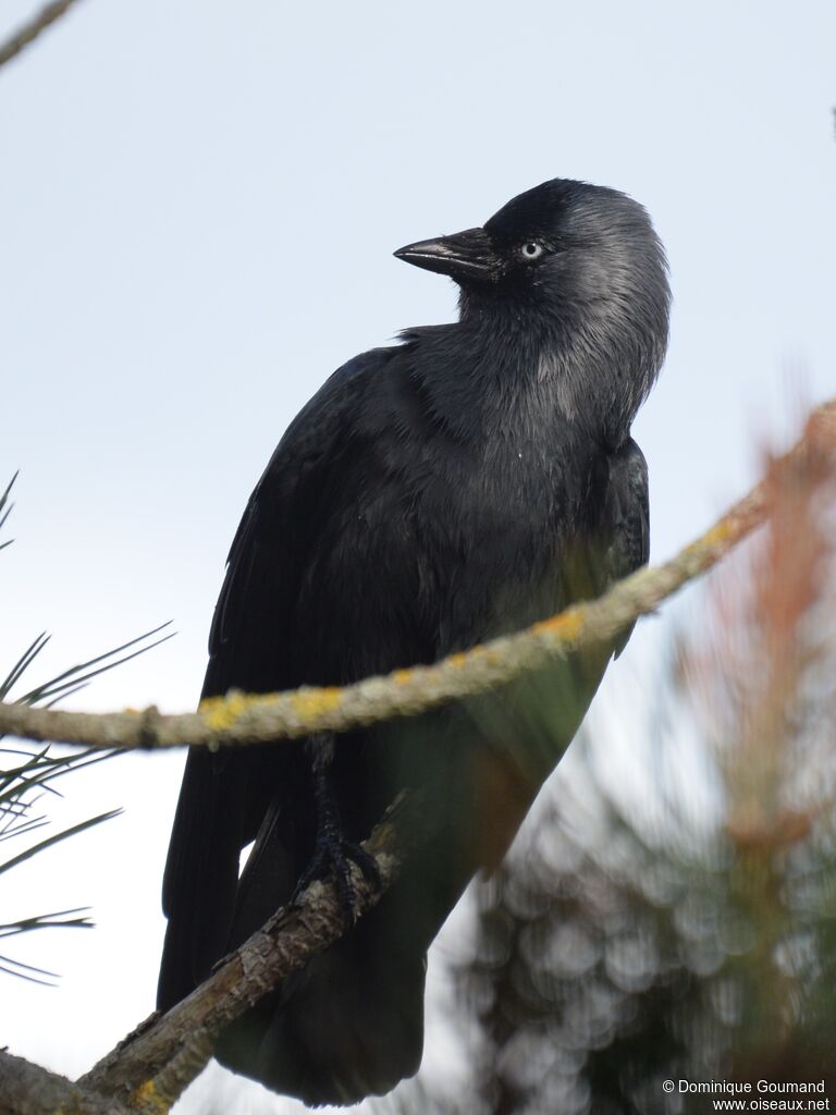 Western Jackdaw